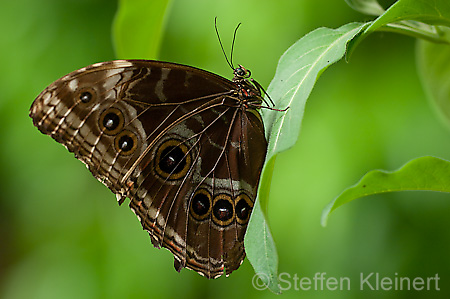 053 Himmelsfalter - Morpho peleides